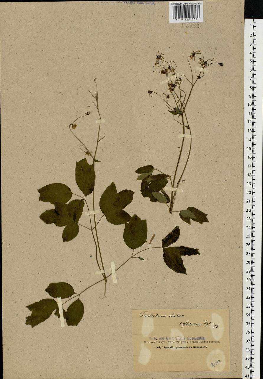 Thalictrum minus L., Eastern Europe, Northern region (E1) (Russia)