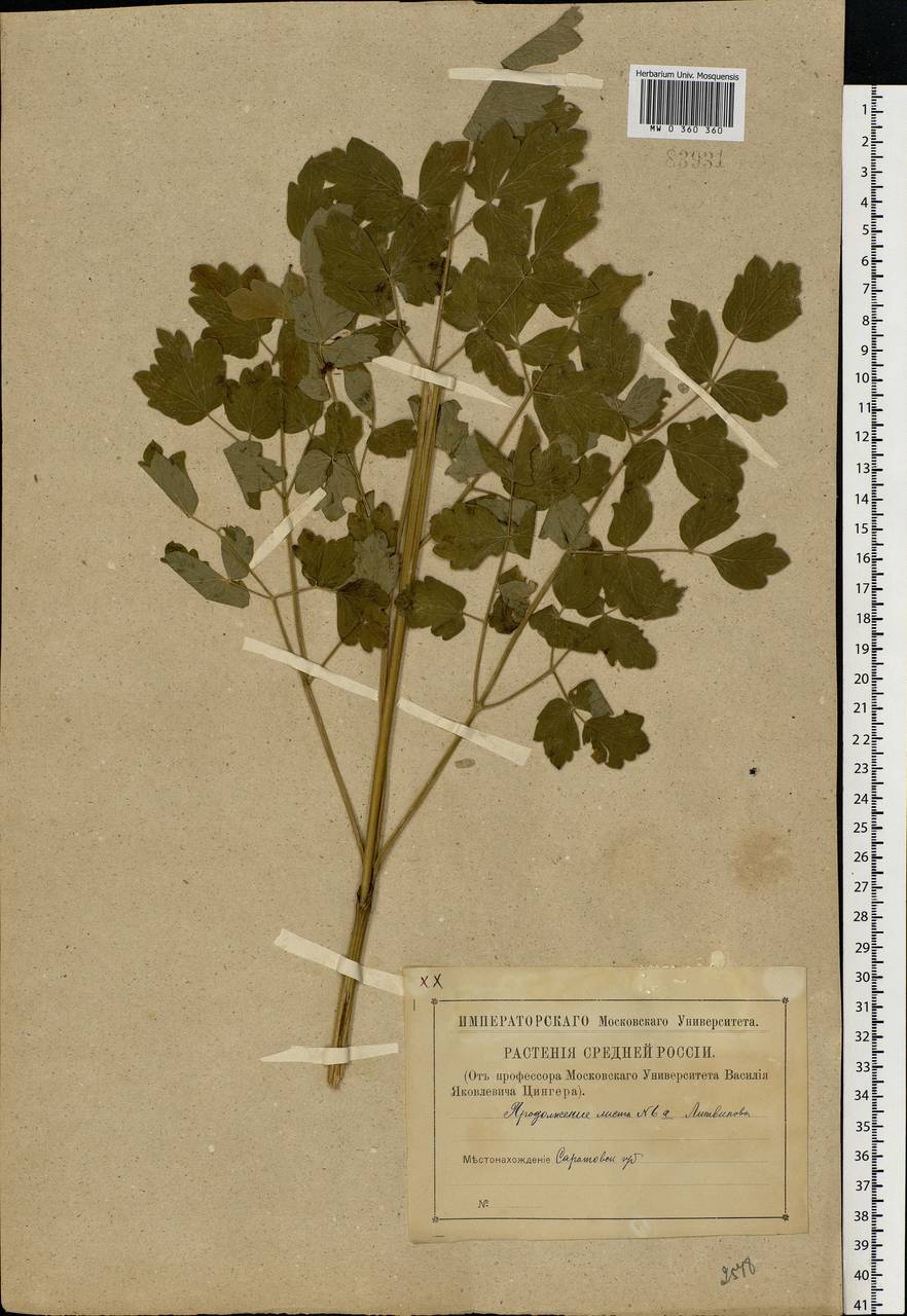 Thalictrum minus L., Eastern Europe, Lower Volga region (E9) (Russia)