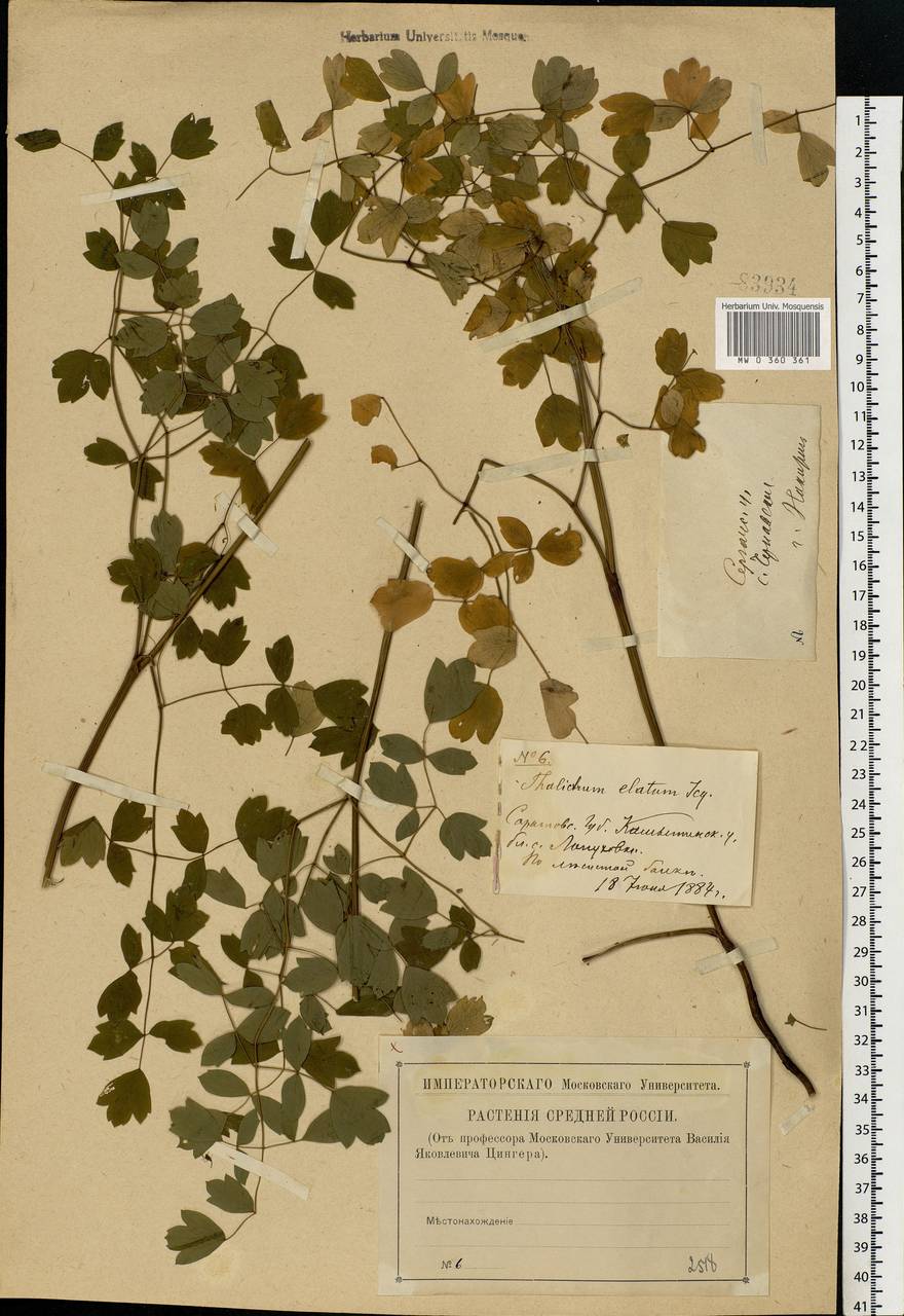 Thalictrum minus L., Eastern Europe, Volga-Kama region (E7) (Russia)