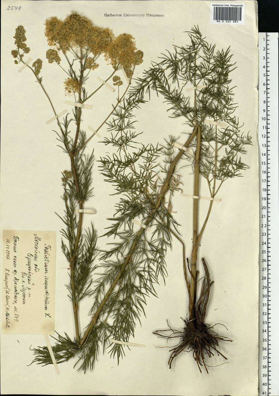 Thalictrum lucidum L., Eastern Europe, Moscow region (E4a) (Russia)