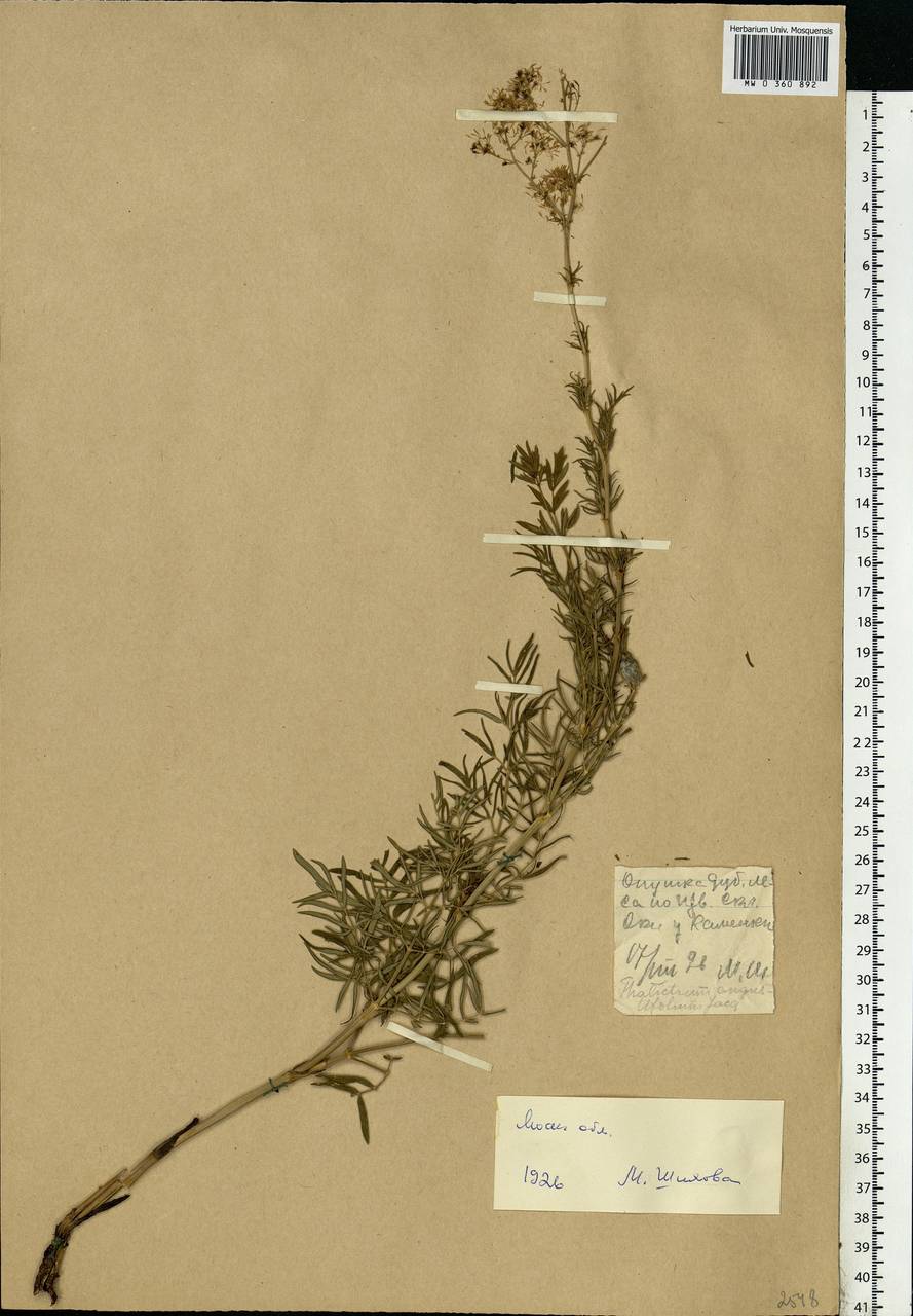 Thalictrum lucidum L., Eastern Europe, Moscow region (E4a) (Russia)