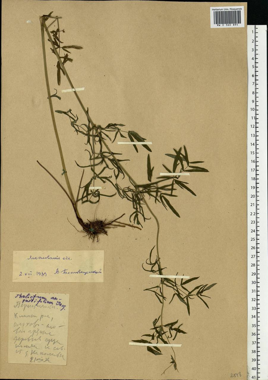 Thalictrum lucidum L., Eastern Europe, Moscow region (E4a) (Russia)