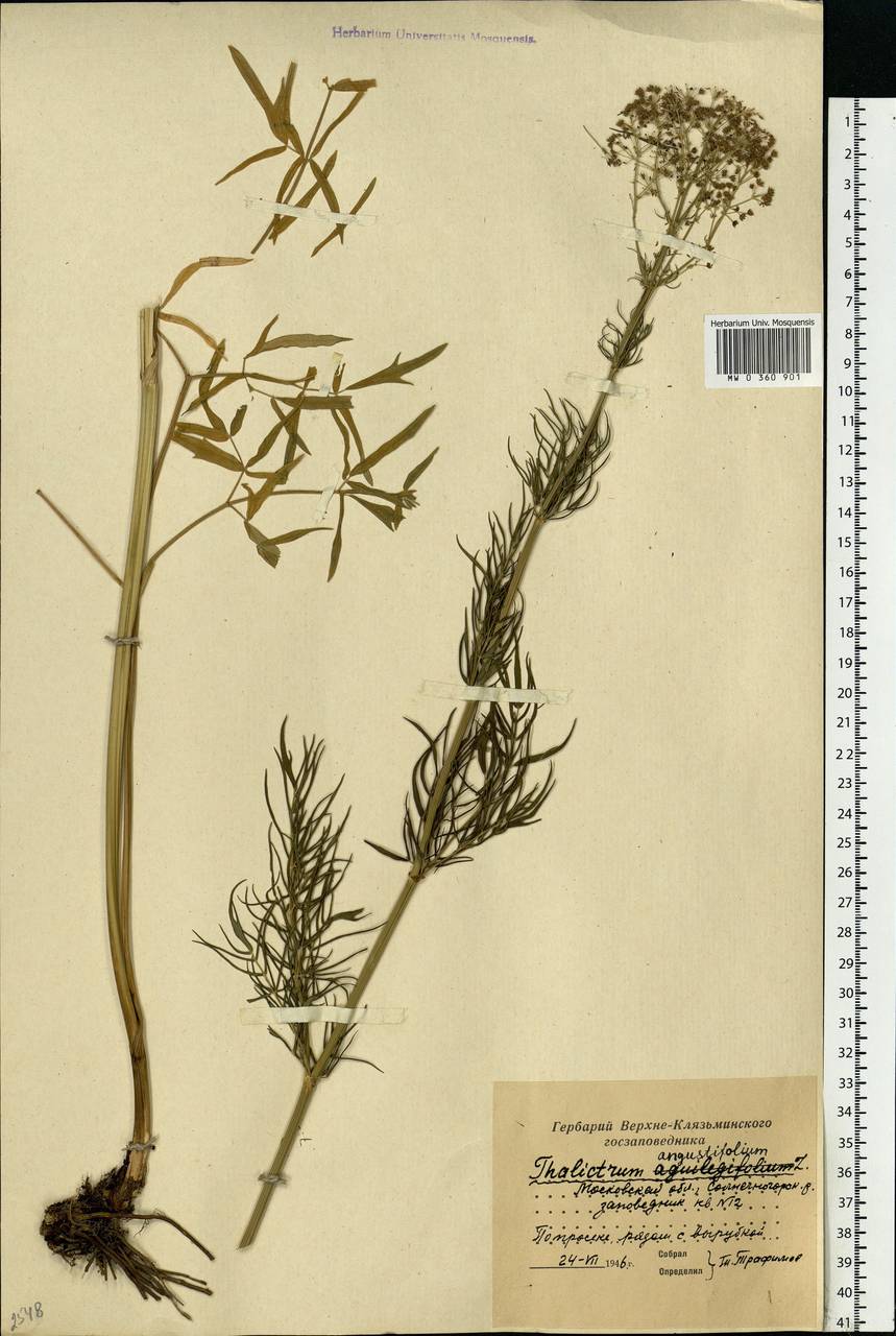 Thalictrum lucidum L., Eastern Europe, Moscow region (E4a) (Russia)