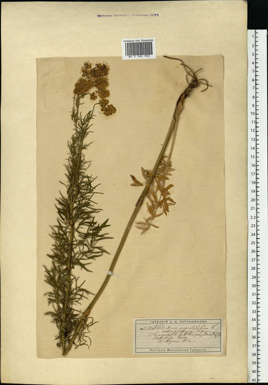 Thalictrum lucidum L., Eastern Europe, Moscow region (E4a) (Russia)