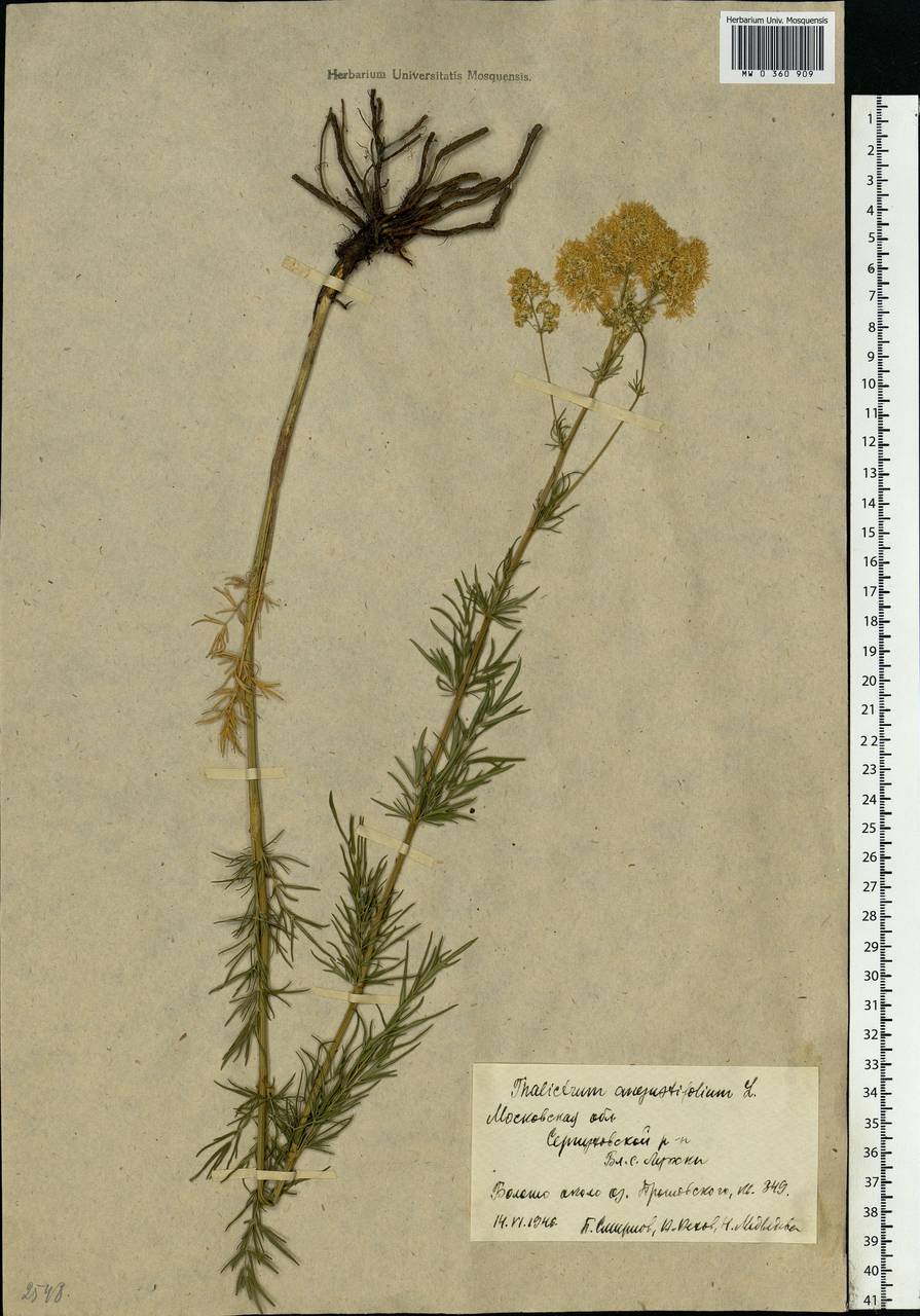 Thalictrum lucidum L., Eastern Europe, Moscow region (E4a) (Russia)