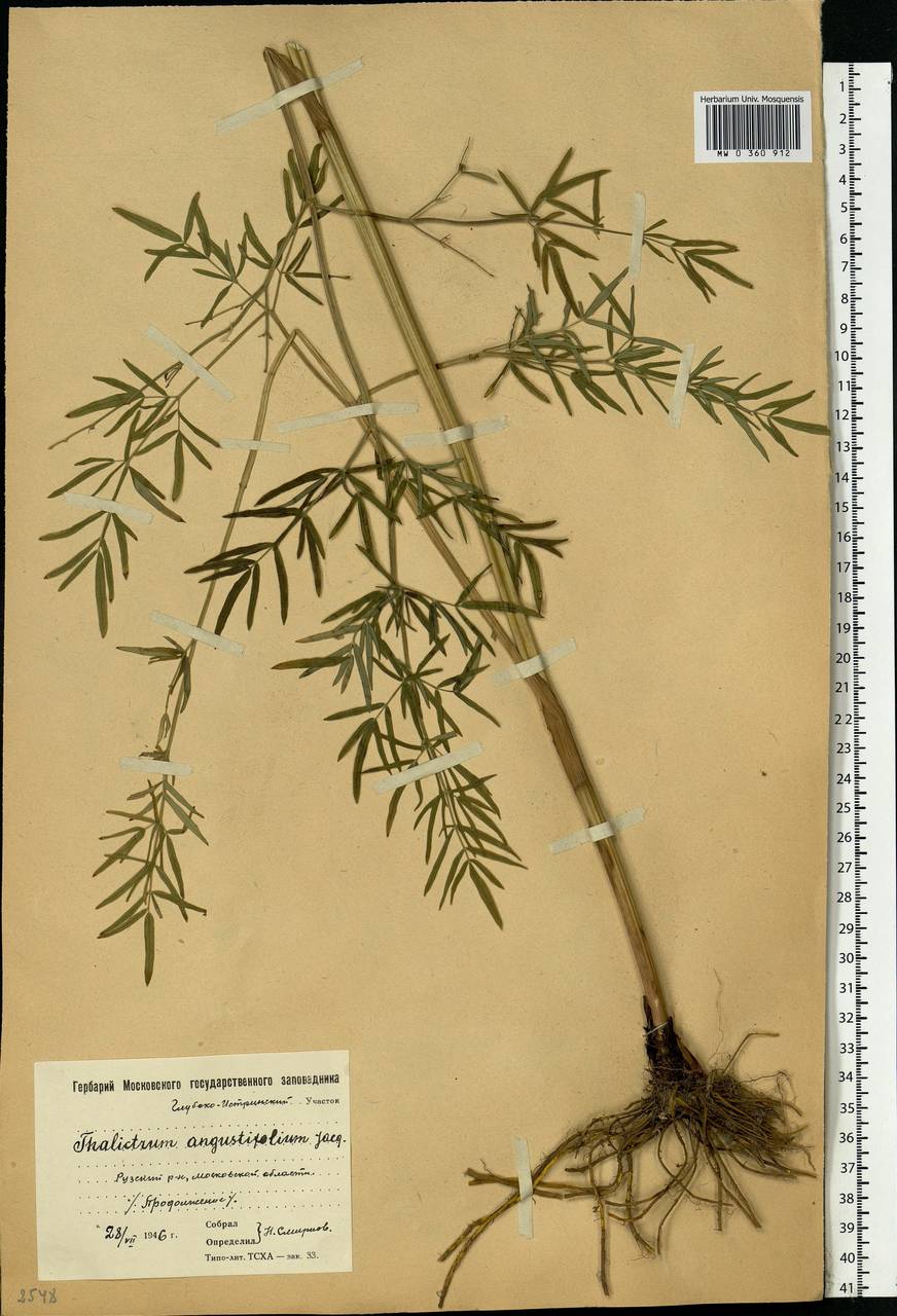 Thalictrum lucidum L., Eastern Europe, Moscow region (E4a) (Russia)
