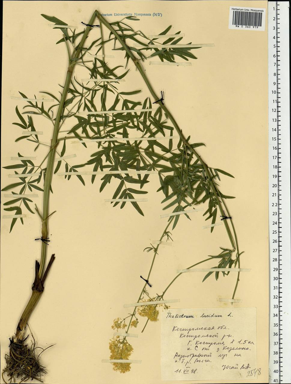 Thalictrum lucidum L., Eastern Europe, Central forest region (E5) (Russia)