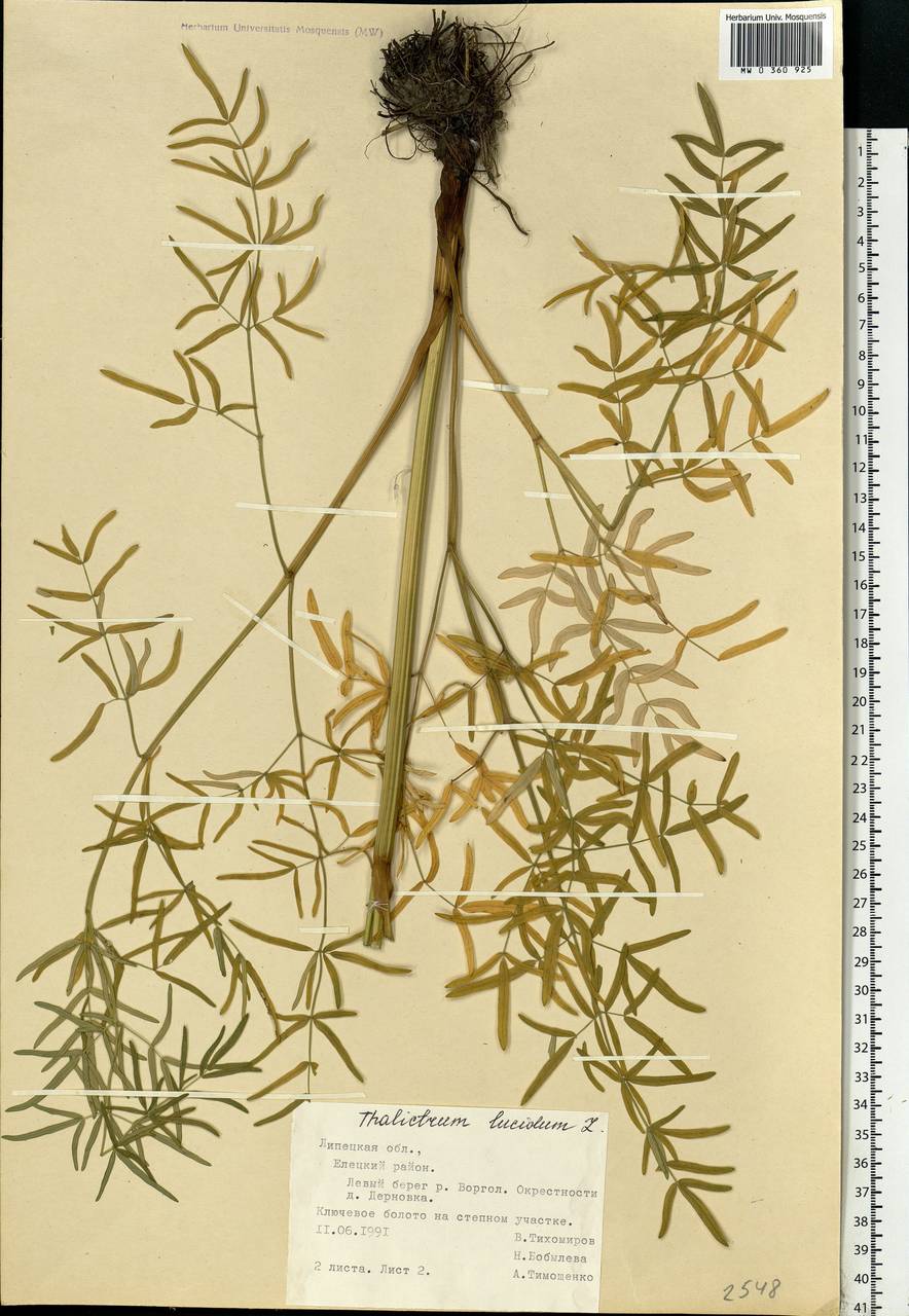 Thalictrum lucidum L., Eastern Europe, Central forest-and-steppe region (E6) (Russia)