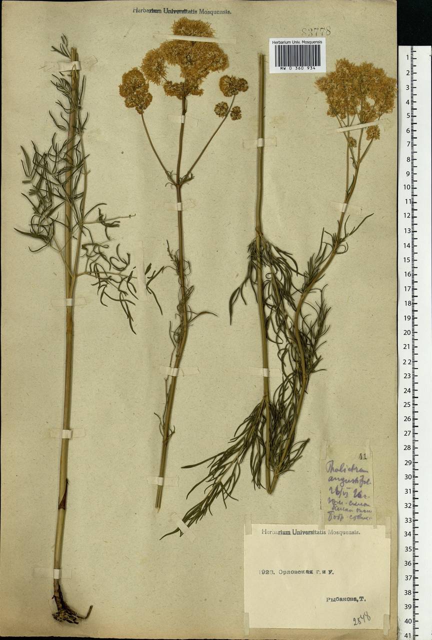 Thalictrum lucidum L., Eastern Europe, Central forest-and-steppe region (E6) (Russia)