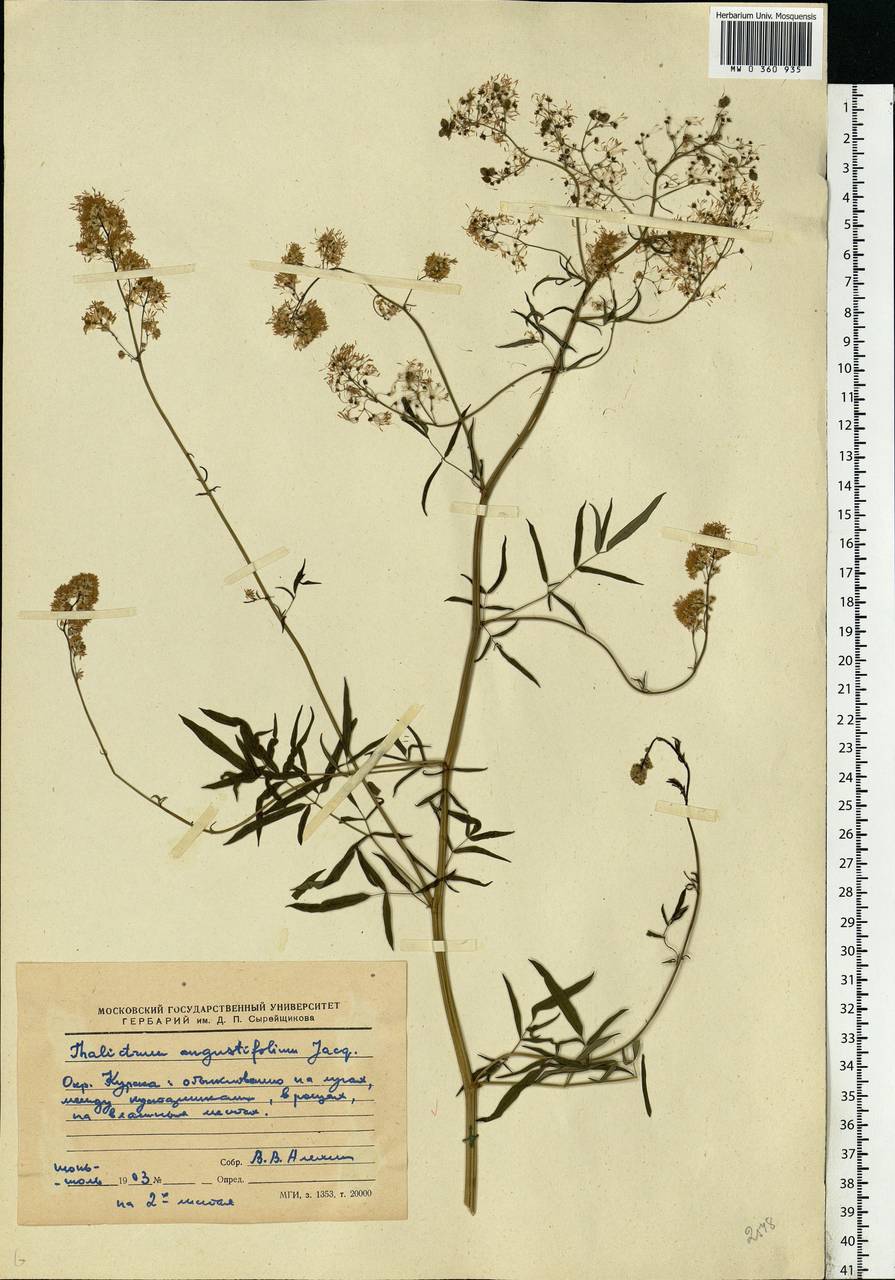 Thalictrum lucidum L., Eastern Europe, Central forest-and-steppe region (E6) (Russia)