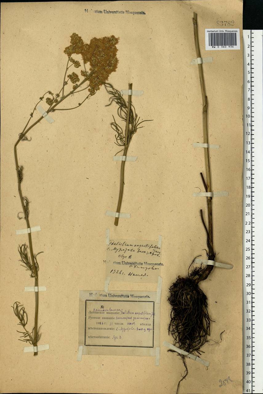 Thalictrum lucidum L., Eastern Europe, Central forest-and-steppe region (E6) (Russia)