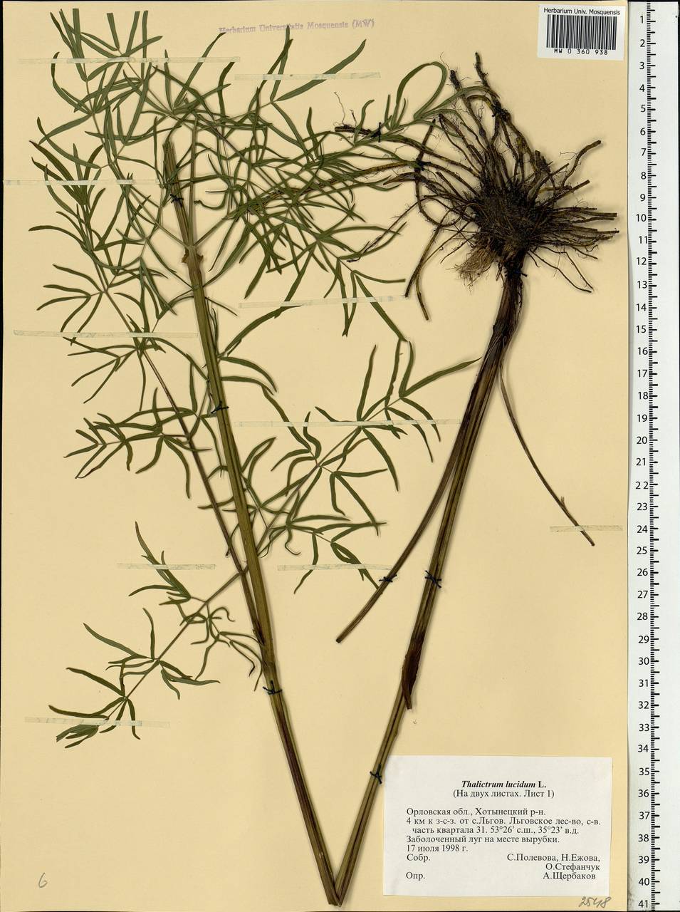Thalictrum lucidum L., Eastern Europe, Central forest-and-steppe region (E6) (Russia)