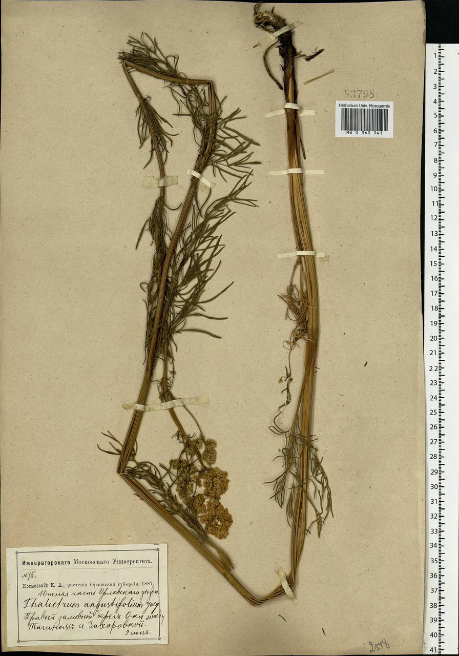 Thalictrum lucidum L., Eastern Europe, Central forest-and-steppe region (E6) (Russia)
