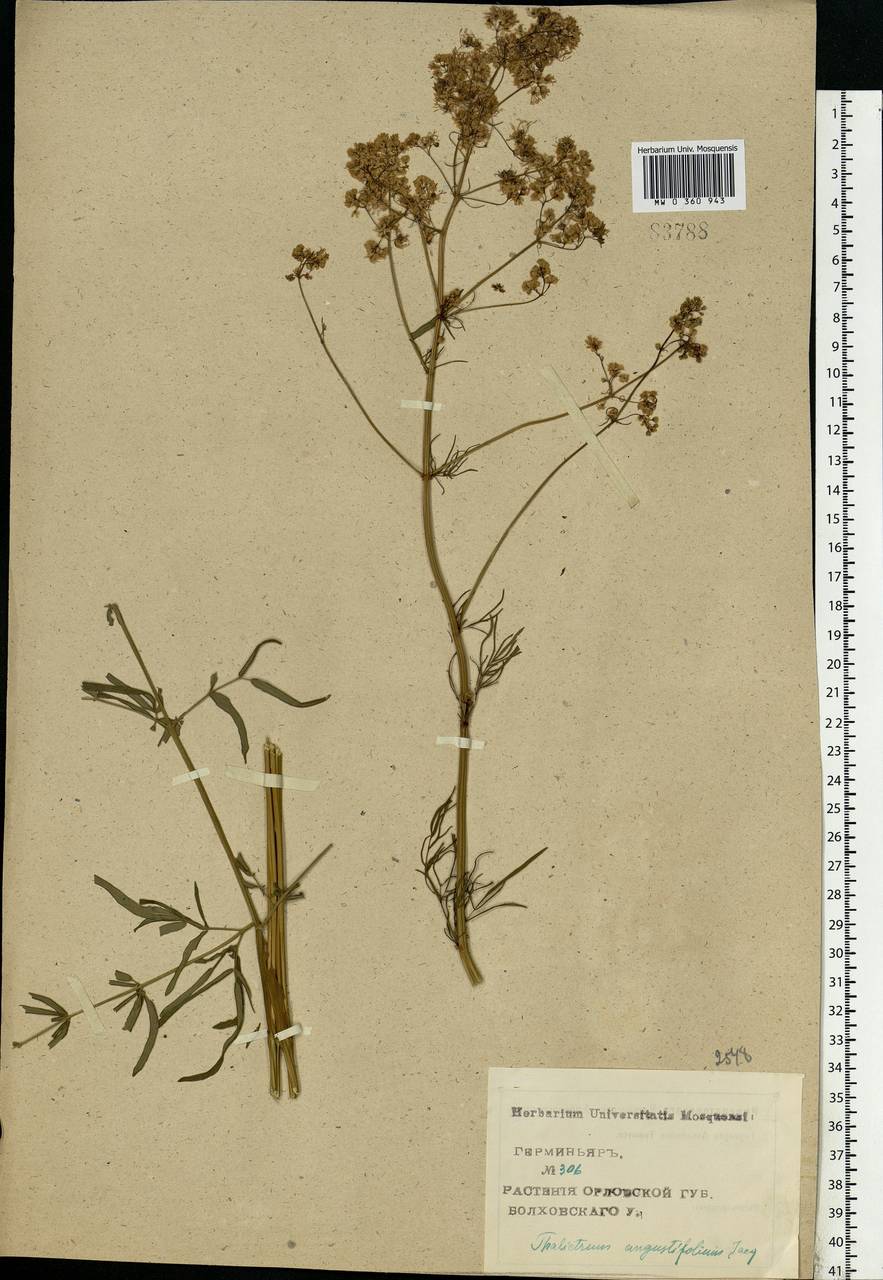 Thalictrum lucidum L., Eastern Europe, Central forest-and-steppe region (E6) (Russia)