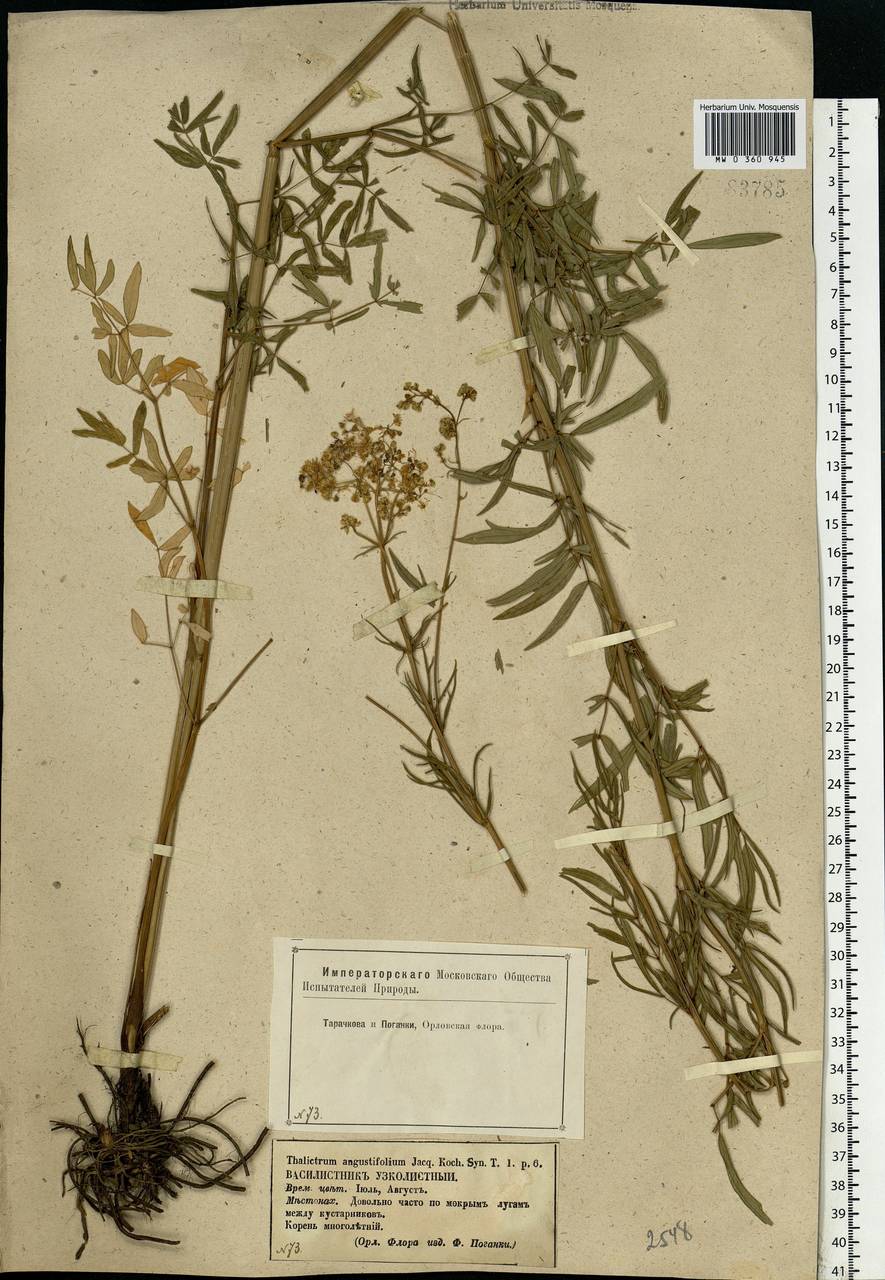 Thalictrum lucidum L., Eastern Europe, Central forest-and-steppe region (E6) (Russia)