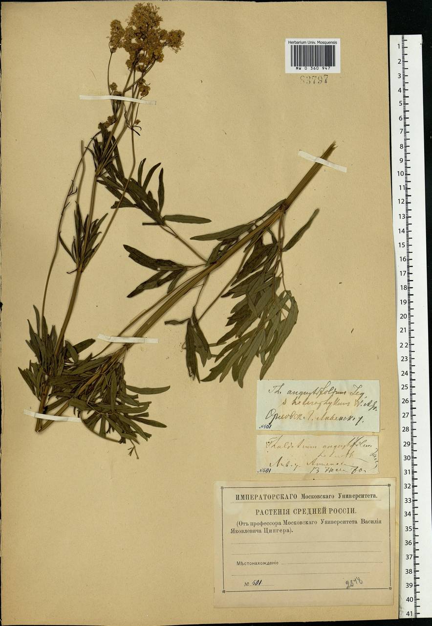 Thalictrum lucidum L., Eastern Europe, Central forest-and-steppe region (E6) (Russia)