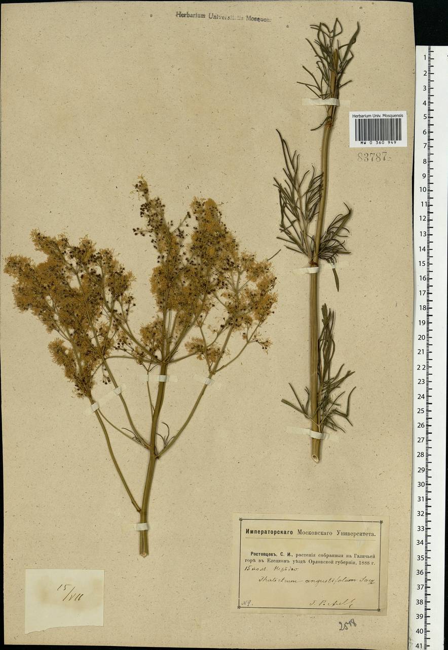 Thalictrum lucidum L., Eastern Europe, Central forest-and-steppe region (E6) (Russia)