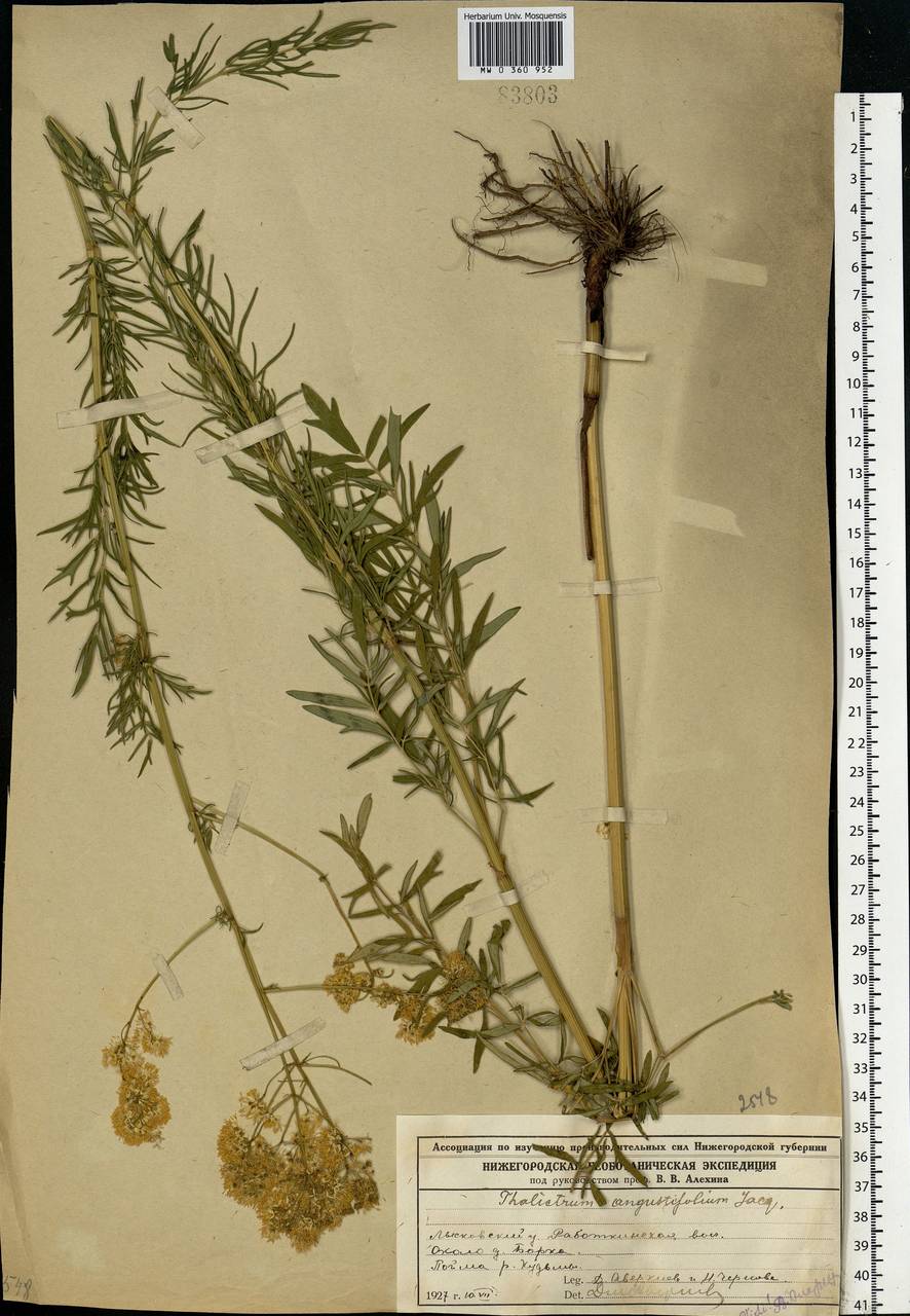 Thalictrum lucidum L., Eastern Europe, Volga-Kama region (E7) (Russia)