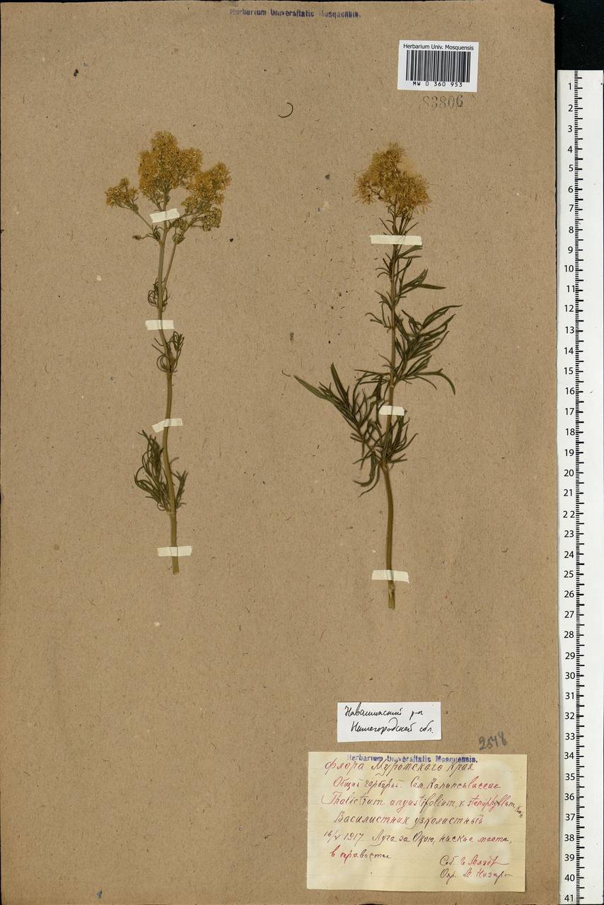 Thalictrum lucidum L., Eastern Europe, Volga-Kama region (E7) (Russia)