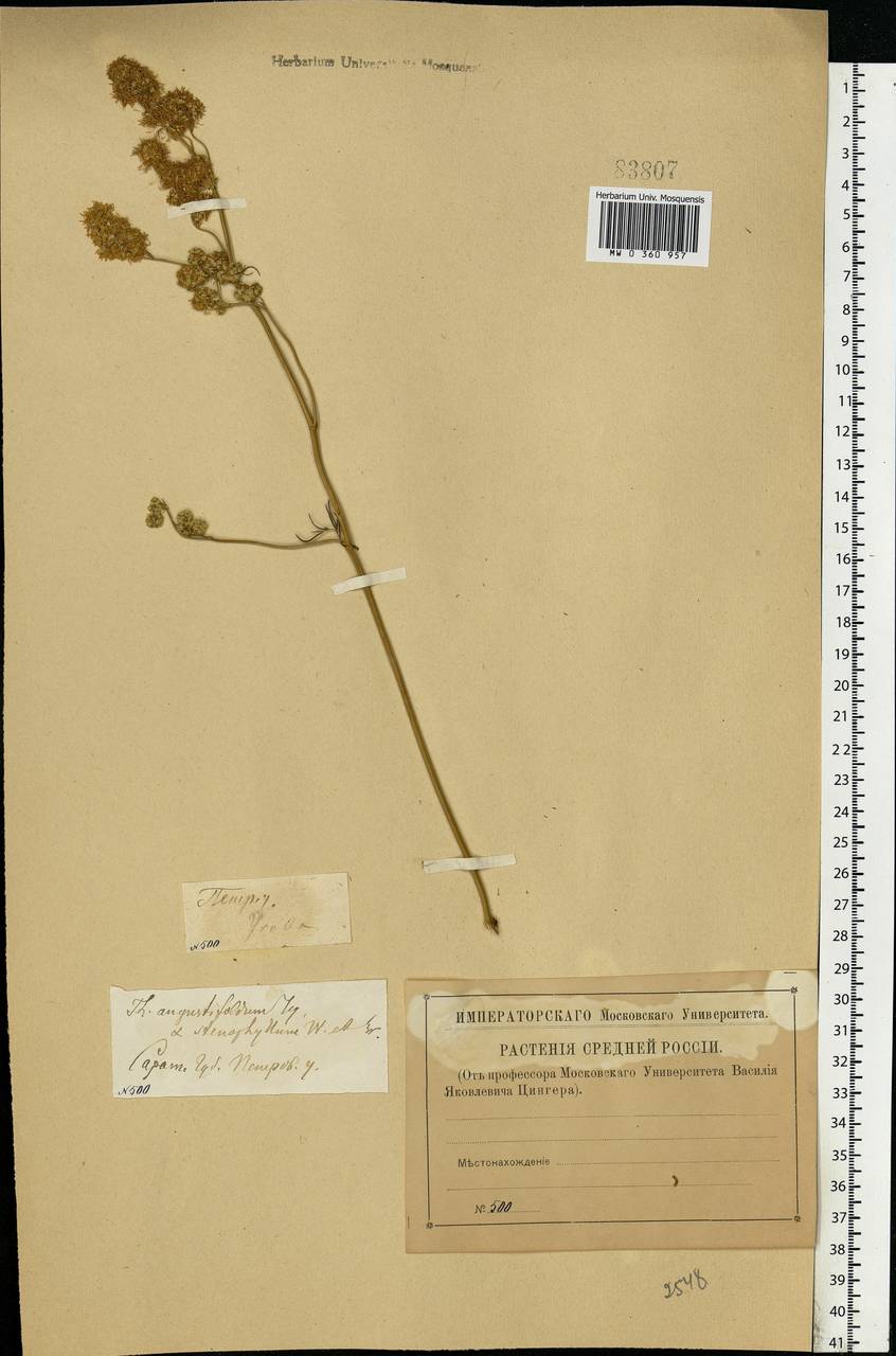 Thalictrum lucidum L., Eastern Europe, Lower Volga region (E9) (Russia)