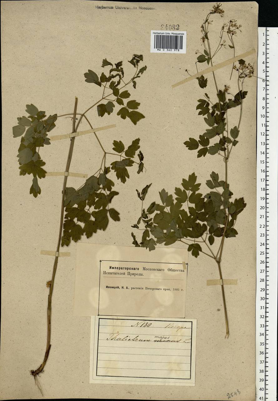 Thalictrum minus L., Eastern Europe, Northern region (E1) (Russia)