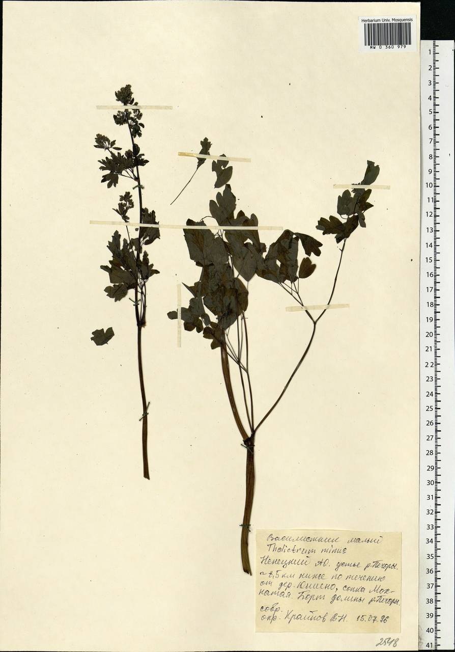 Thalictrum minus L., Eastern Europe, Northern region (E1) (Russia)