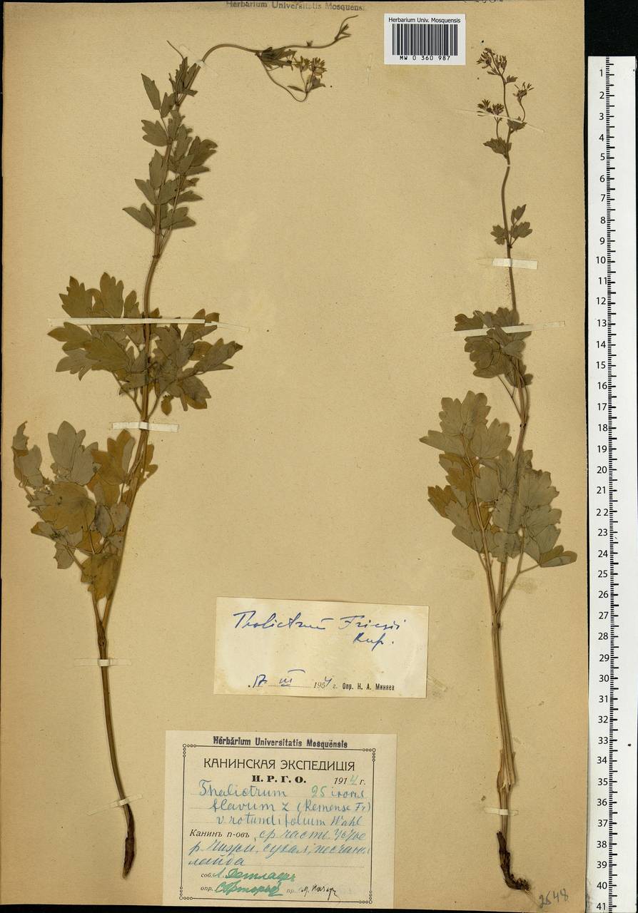 Thalictrum minus L., Eastern Europe, Northern region (E1) (Russia)