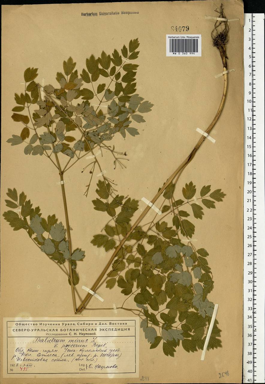 Thalictrum minus L., Eastern Europe, Northern region (E1) (Russia)