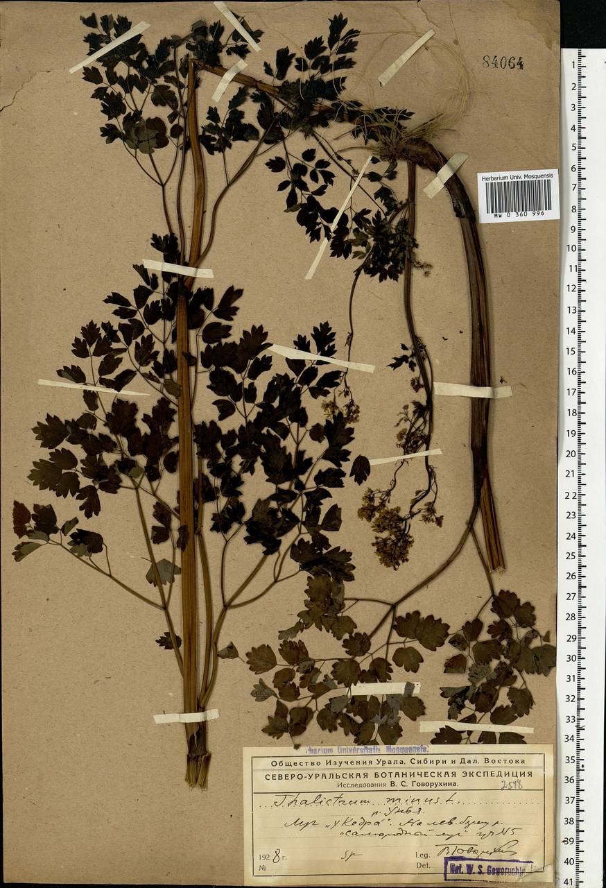 Thalictrum minus L., Eastern Europe, Northern region (E1) (Russia)