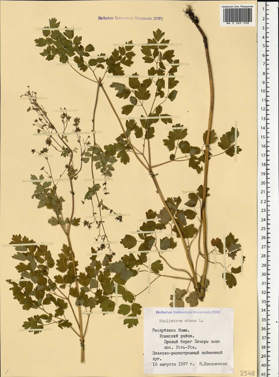 Thalictrum minus L., Eastern Europe, Northern region (E1) (Russia)