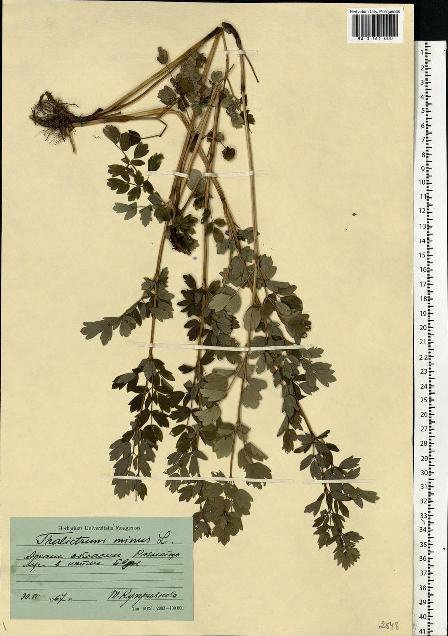 Thalictrum minus L., Eastern Europe, Northern region (E1) (Russia)