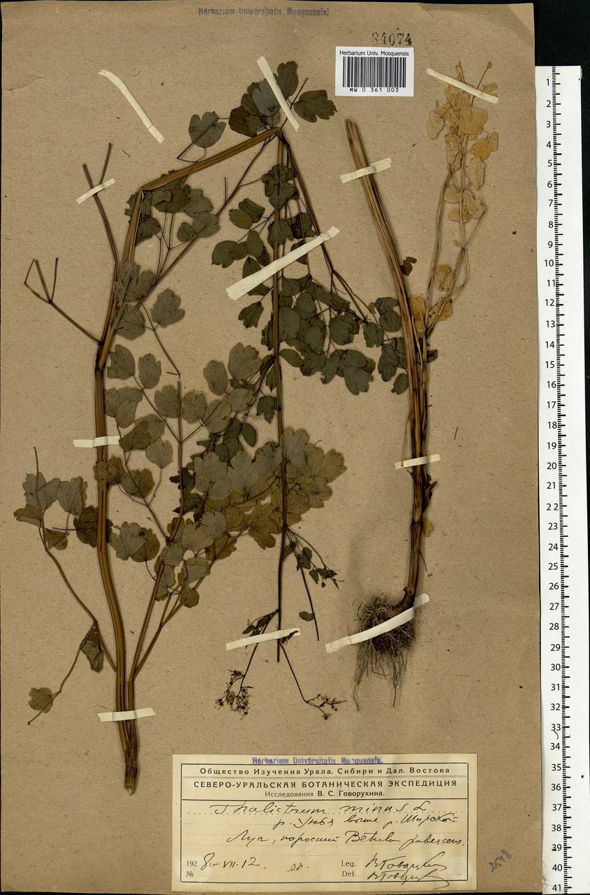 Thalictrum minus L., Eastern Europe, Northern region (E1) (Russia)