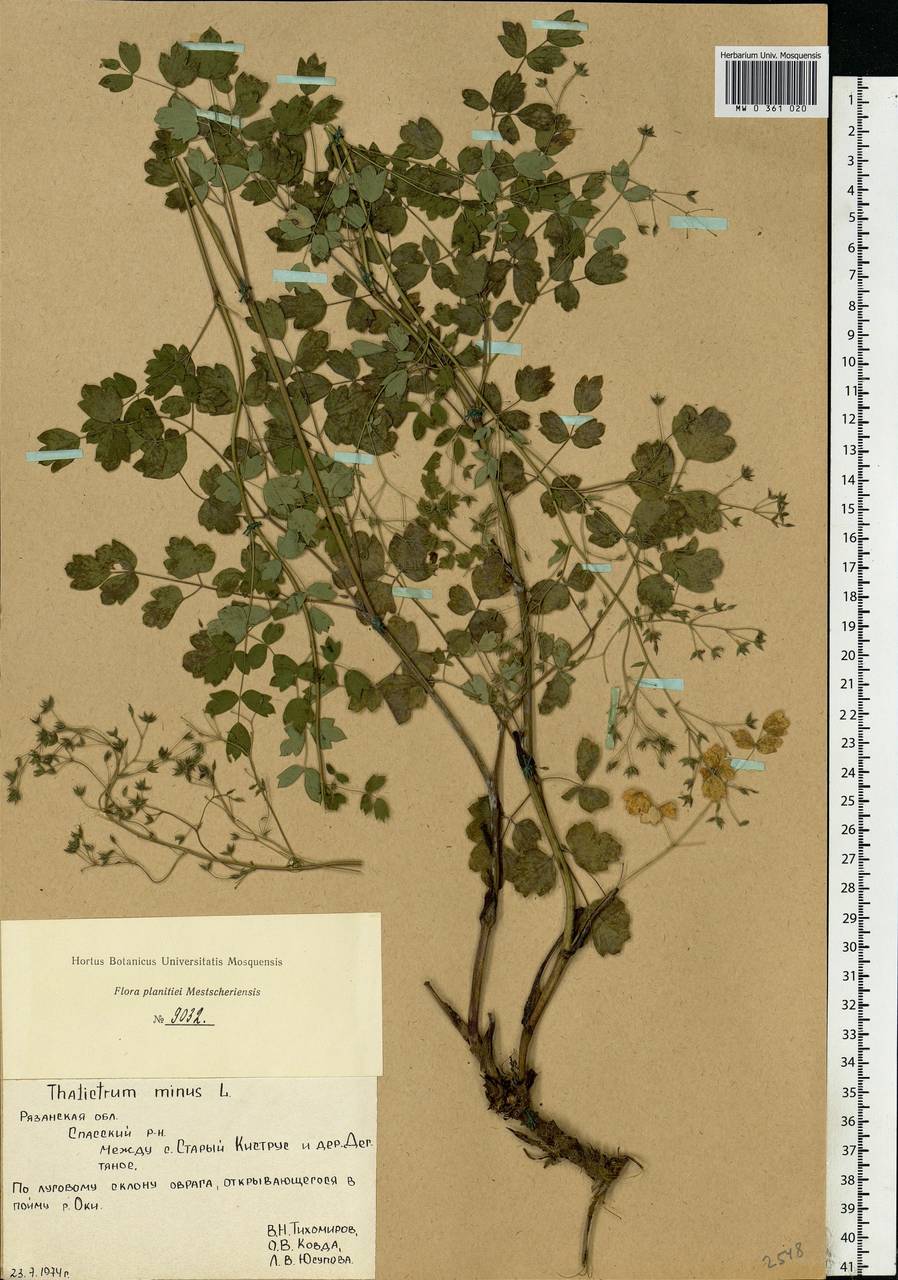 Thalictrum minus L., Eastern Europe, Central region (E4) (Russia)