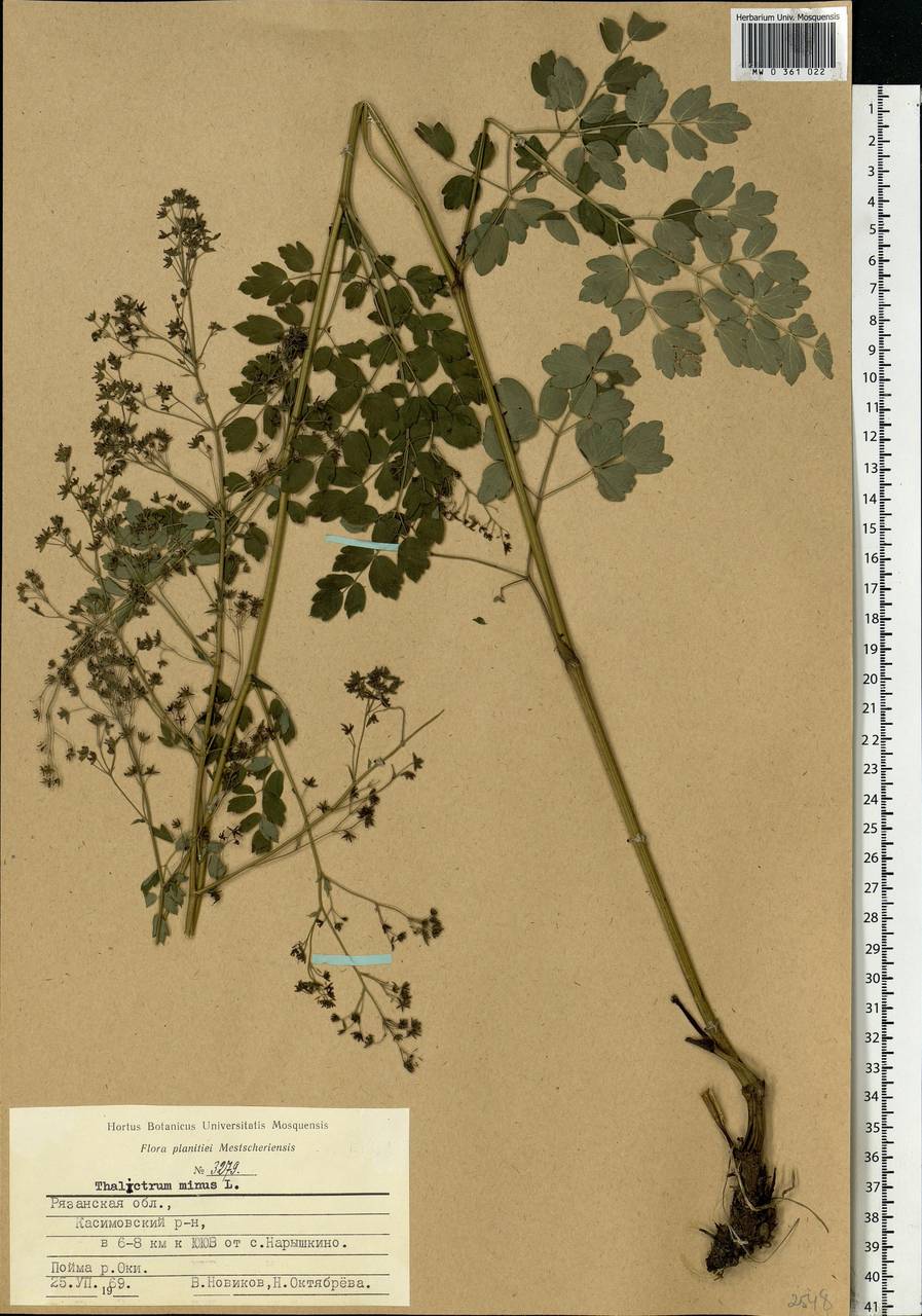 Thalictrum minus L., Eastern Europe, Central region (E4) (Russia)