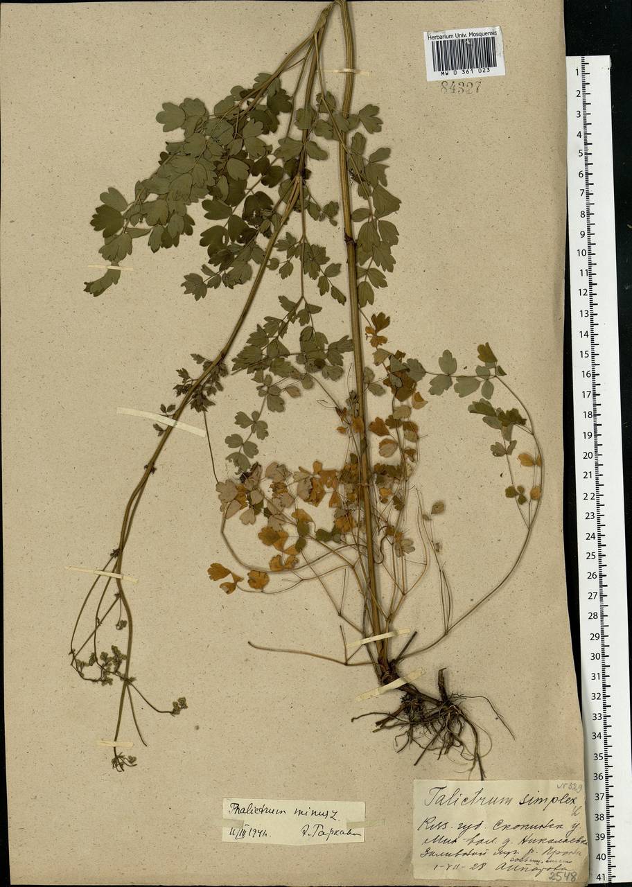 Thalictrum minus L., Eastern Europe, Central region (E4) (Russia)