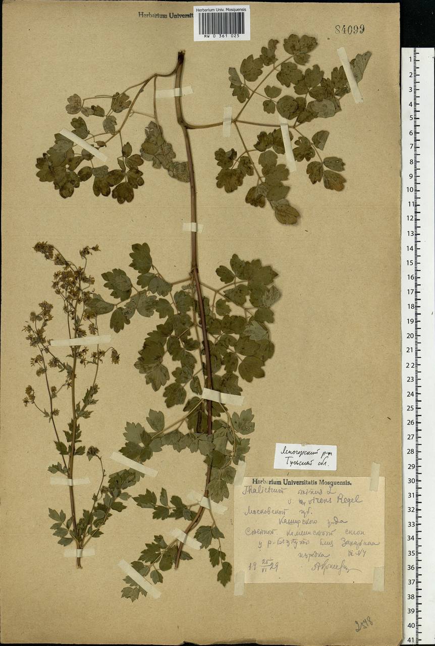 Thalictrum minus L., Eastern Europe, Central region (E4) (Russia)