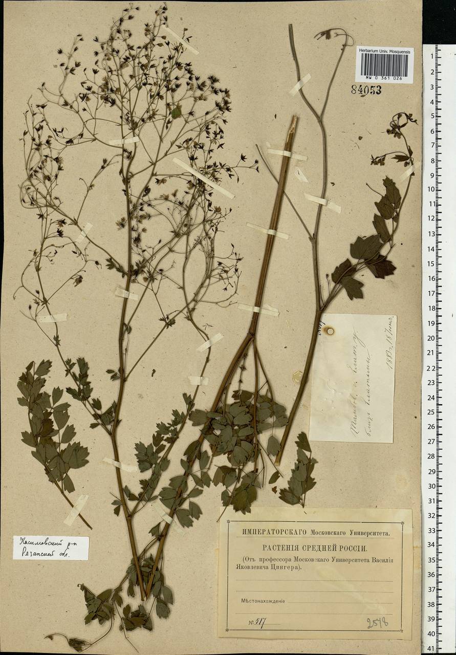 Thalictrum minus L., Eastern Europe, Central region (E4) (Russia)