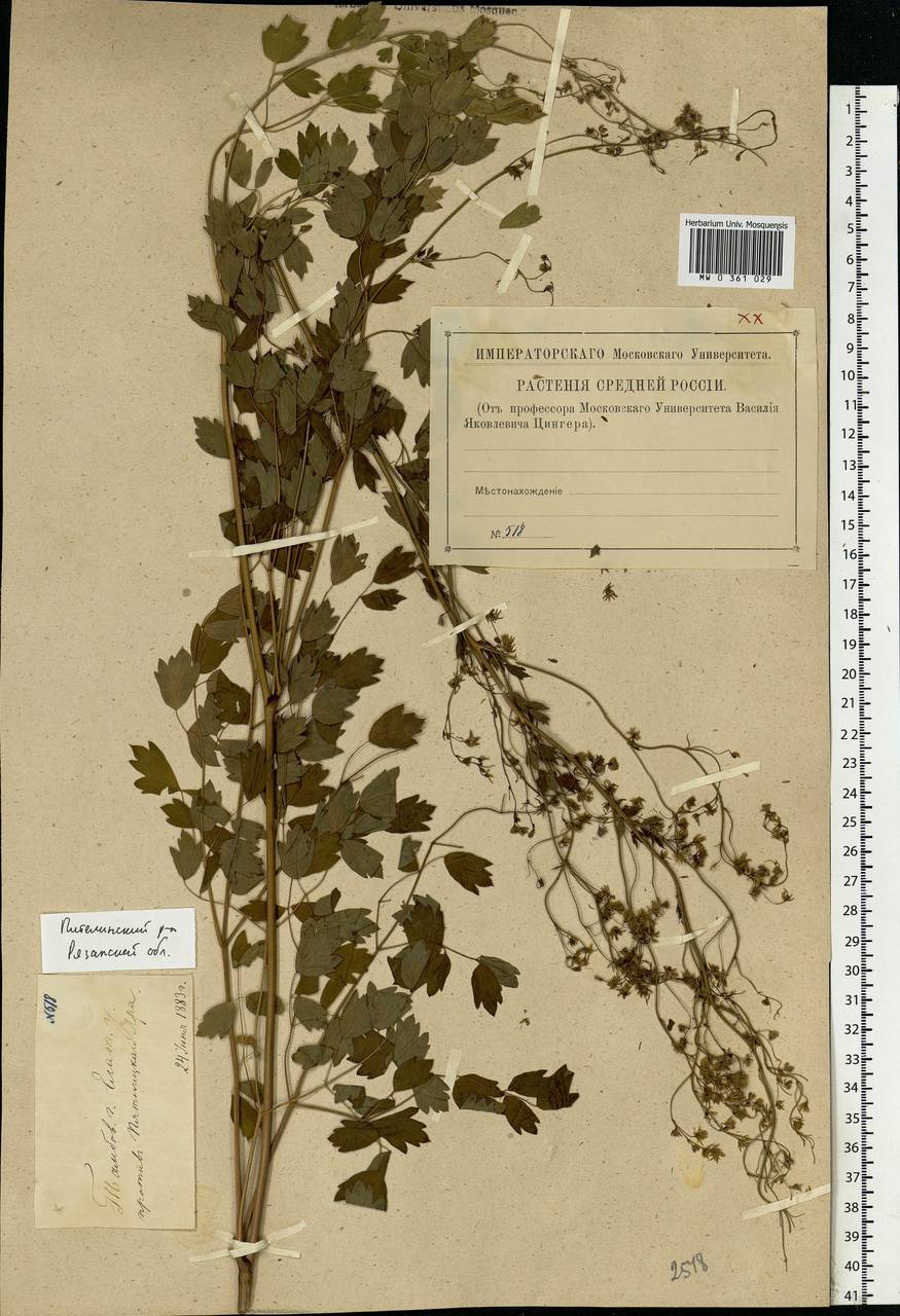 Thalictrum minus L., Eastern Europe, Central region (E4) (Russia)