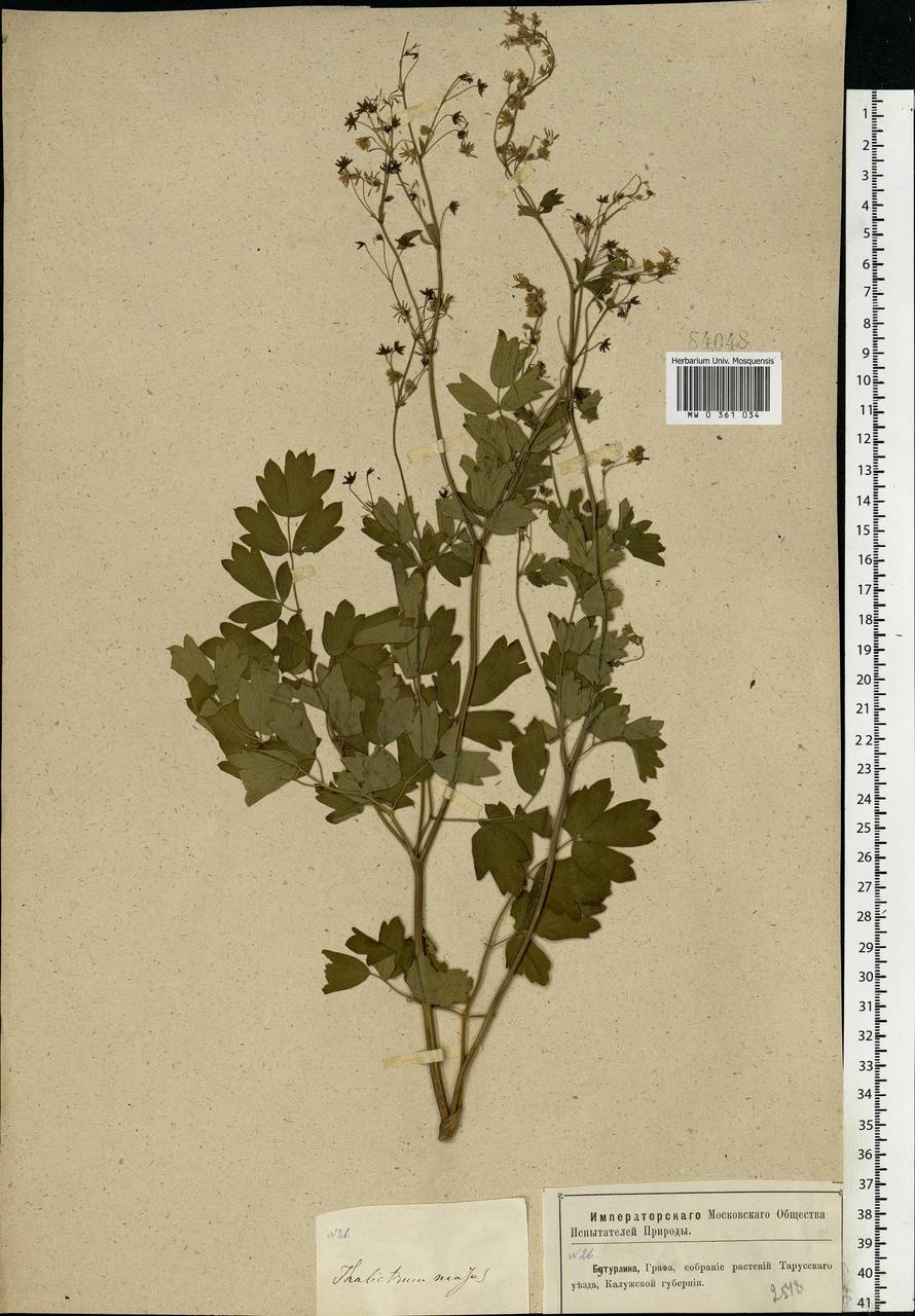 Thalictrum minus L., Eastern Europe, Central region (E4) (Russia)