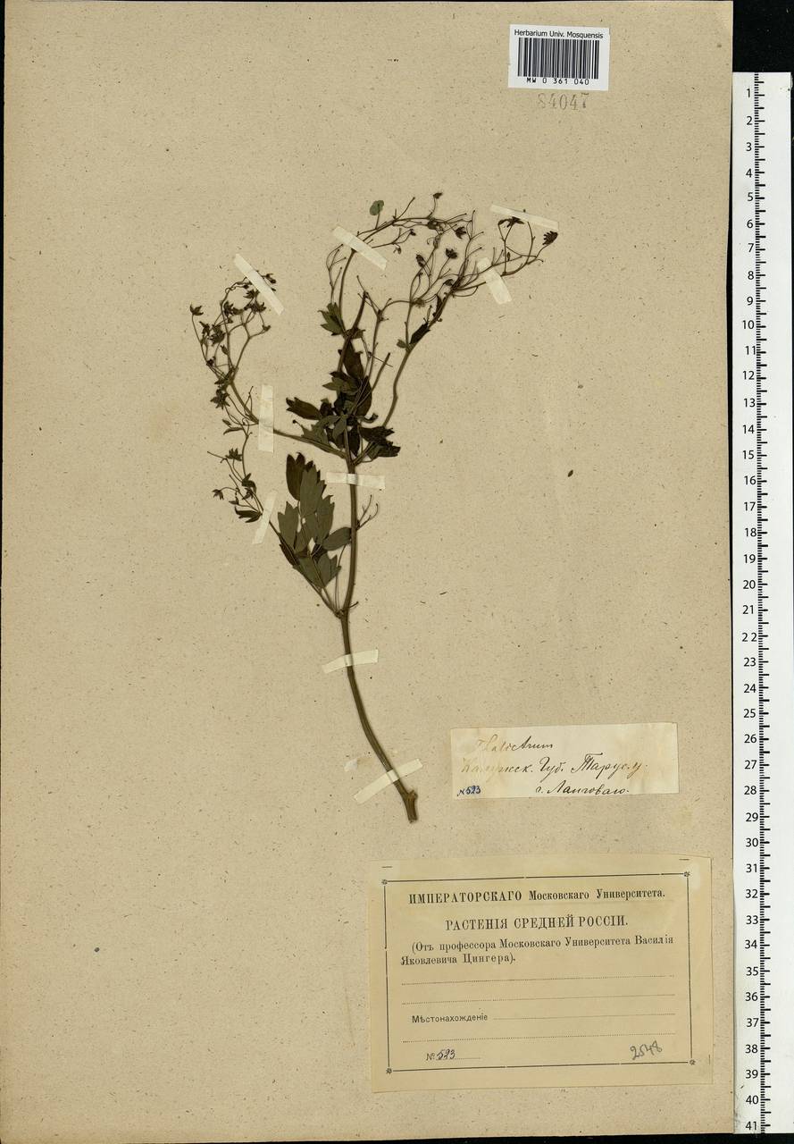 Thalictrum minus L., Eastern Europe, Central region (E4) (Russia)