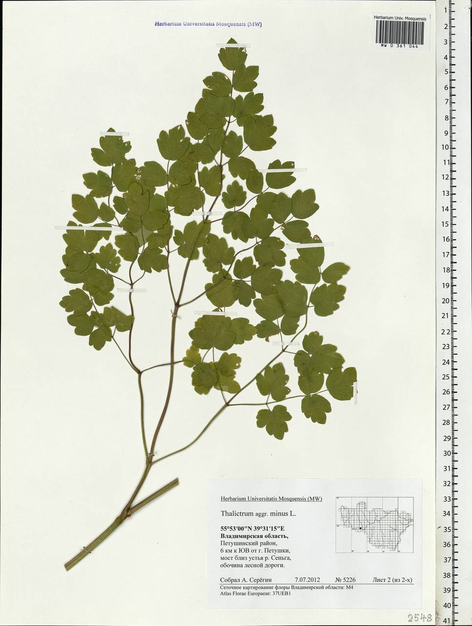 Thalictrum minus L., Eastern Europe, Central region (E4) (Russia)