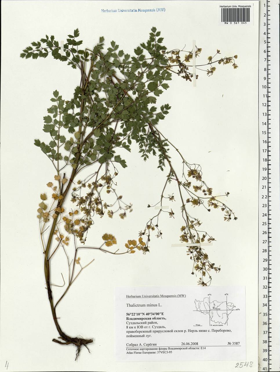 Thalictrum minus L., Eastern Europe, Central region (E4) (Russia)