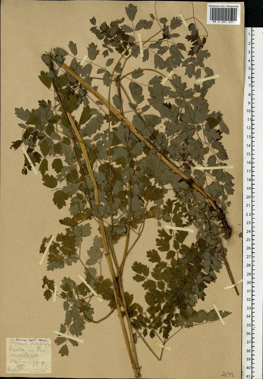 Thalictrum minus L., Eastern Europe, Moscow region (E4a) (Russia)