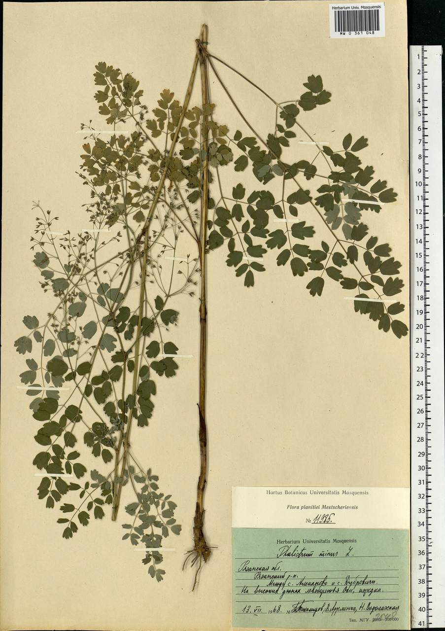 Thalictrum minus L., Eastern Europe, Central region (E4) (Russia)