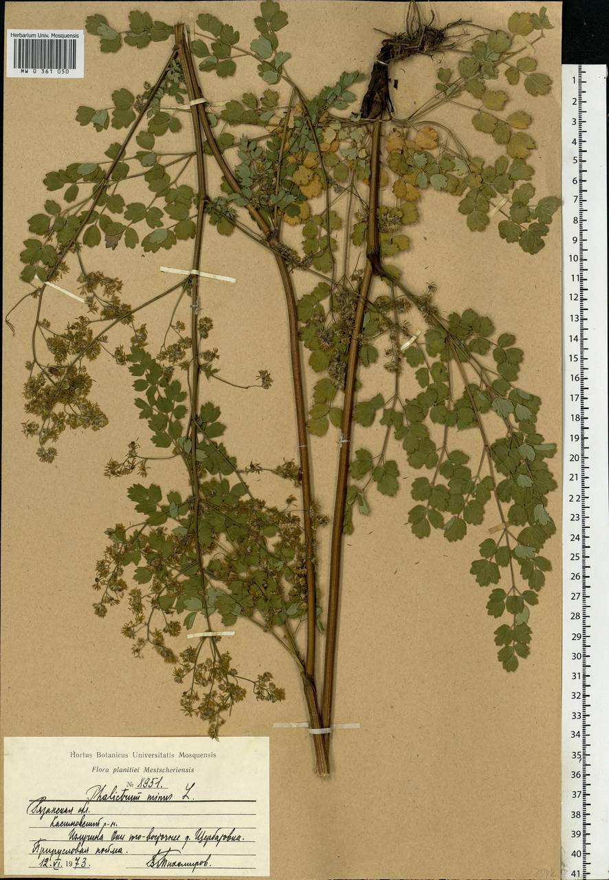 Thalictrum minus L., Eastern Europe, Central region (E4) (Russia)