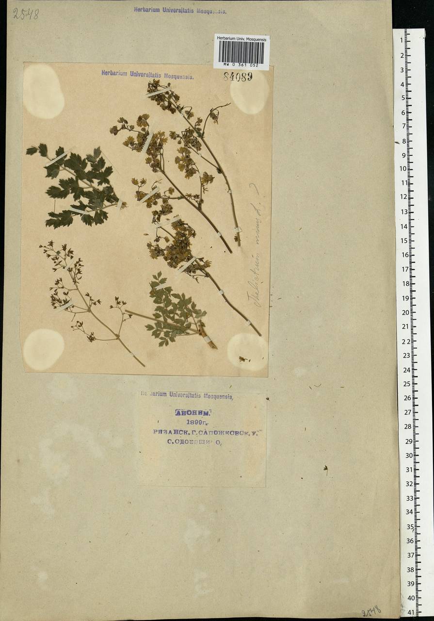 Thalictrum minus L., Eastern Europe, Central region (E4) (Russia)
