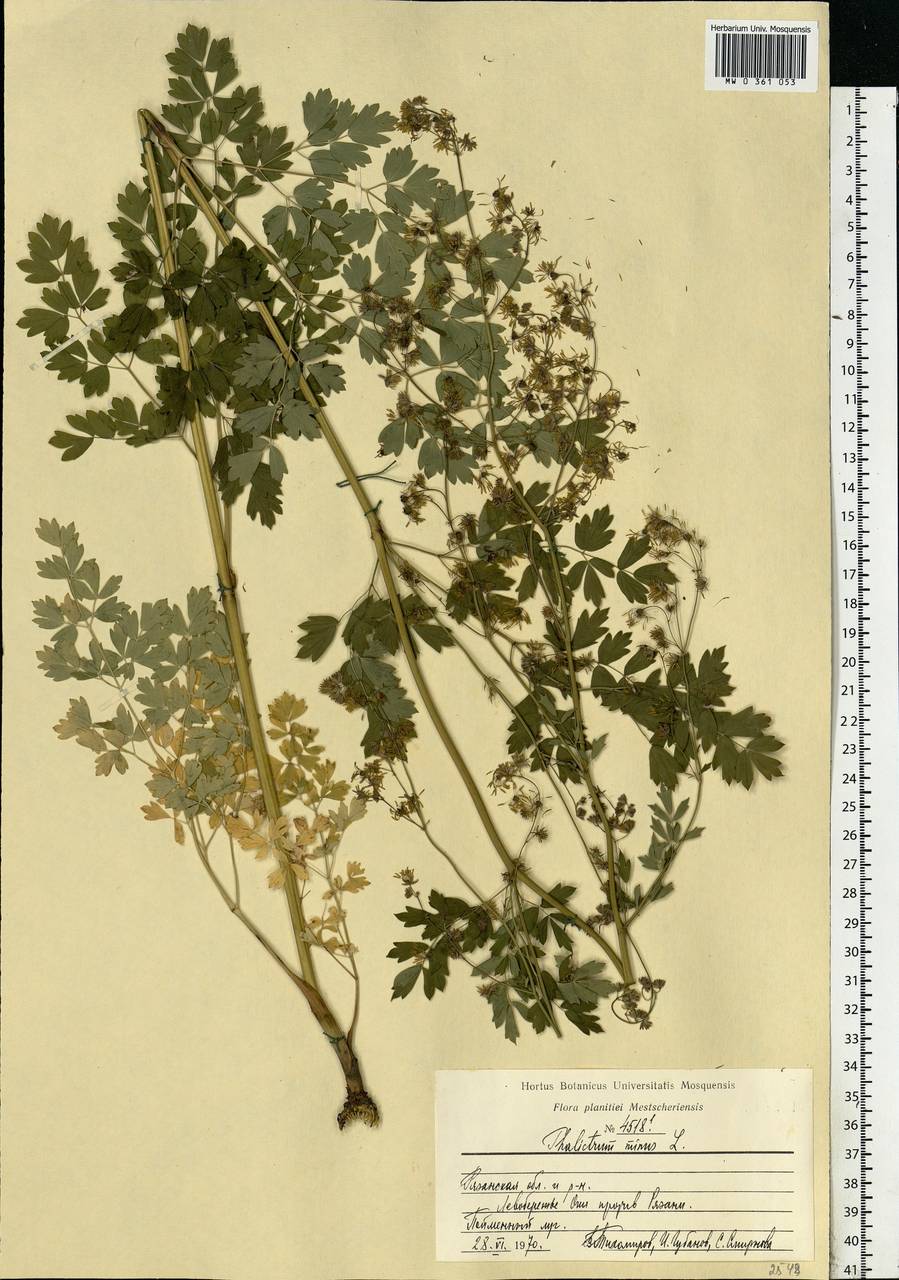 Thalictrum minus L., Eastern Europe, Central region (E4) (Russia)