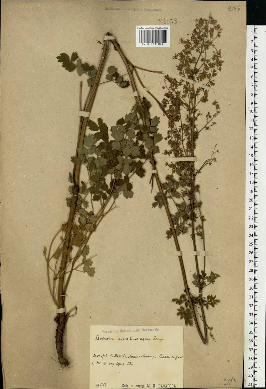 Thalictrum minus L., Eastern Europe, Central region (E4) (Russia)