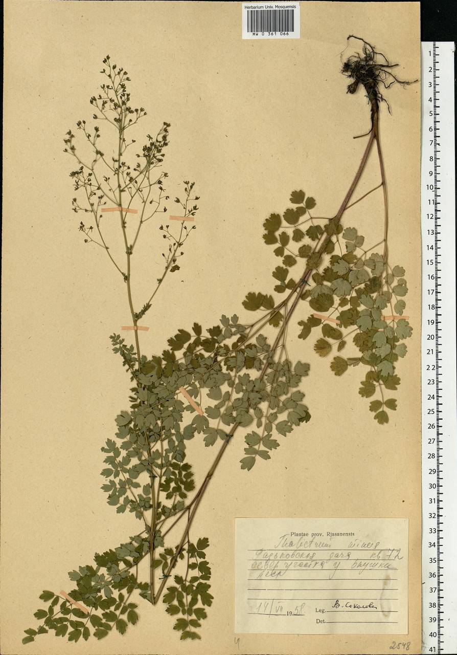 Thalictrum minus L., Eastern Europe, Central region (E4) (Russia)