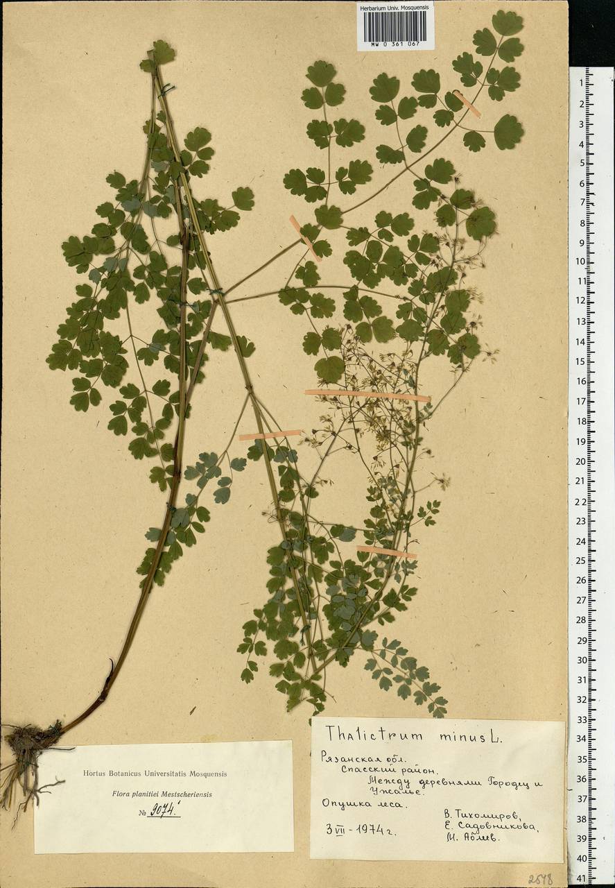 Thalictrum minus L., Eastern Europe, Central region (E4) (Russia)